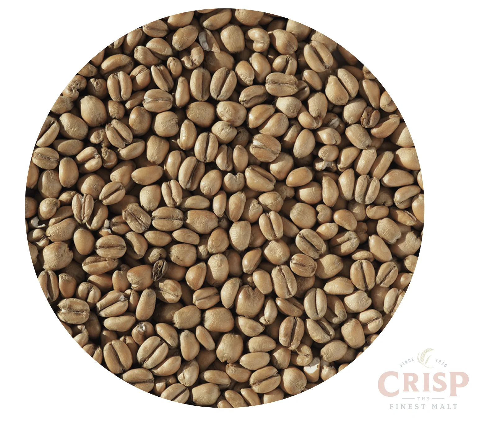 Figure: Torrefied wheat (Crisp)