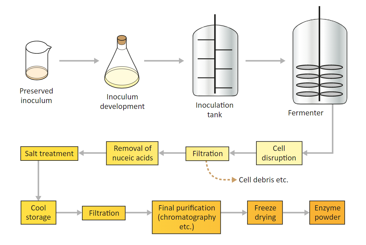 Figure: Process flow for the production of exogenous enzymes from micro-organisms