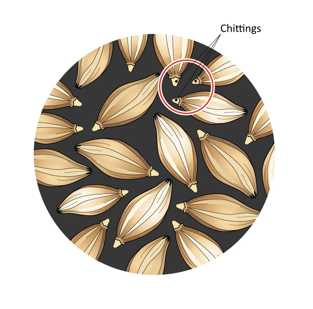 Figure: Chitted barley during the malting process