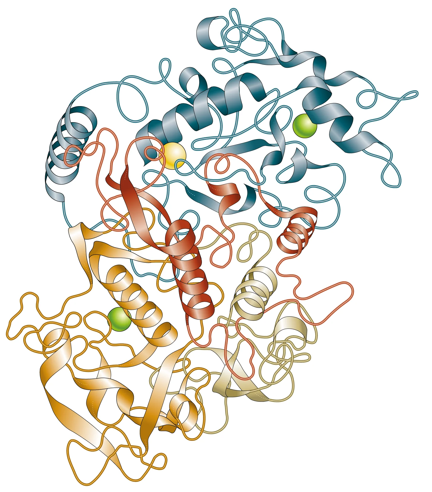 Figure: ɑ-amylase