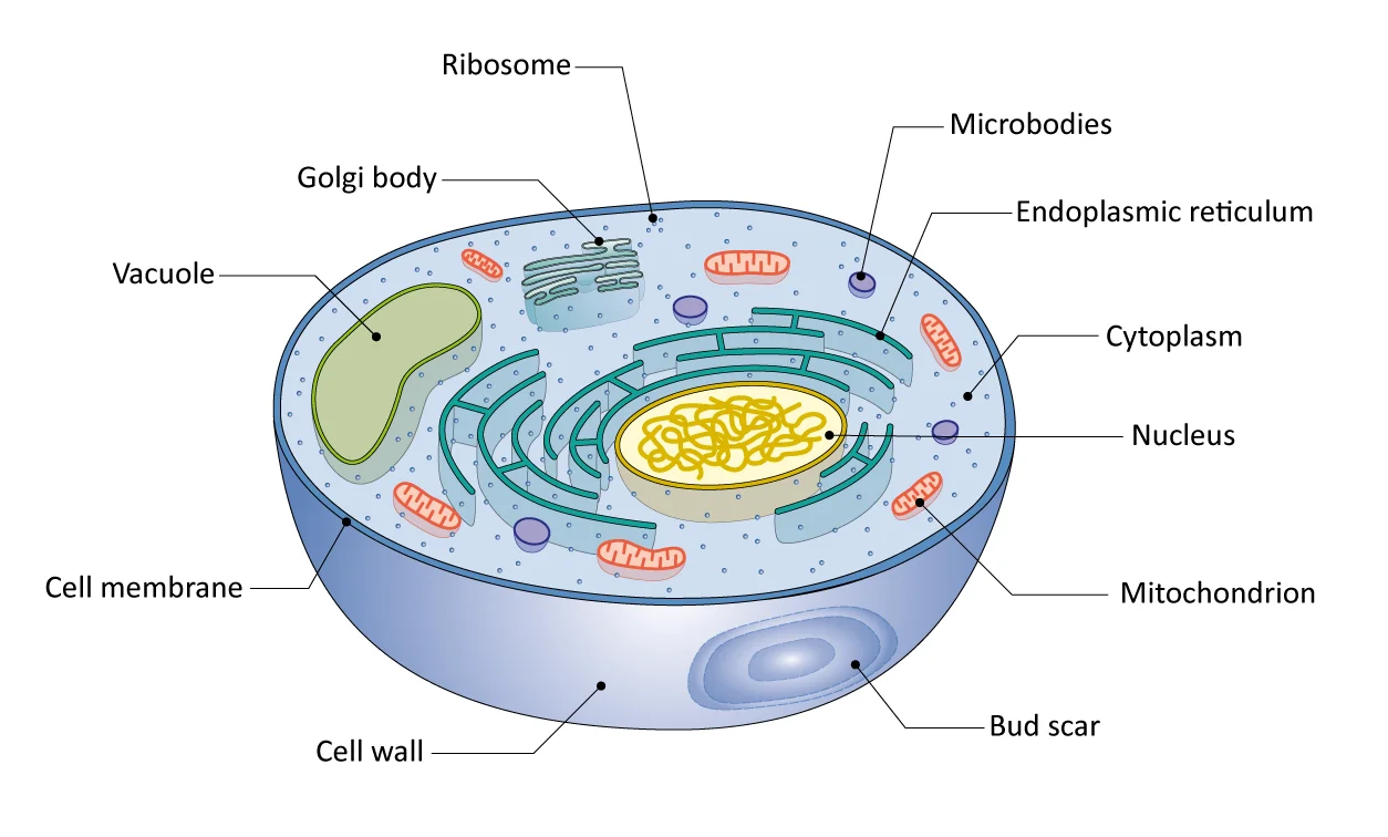 Figure: The main features of a yeast cell