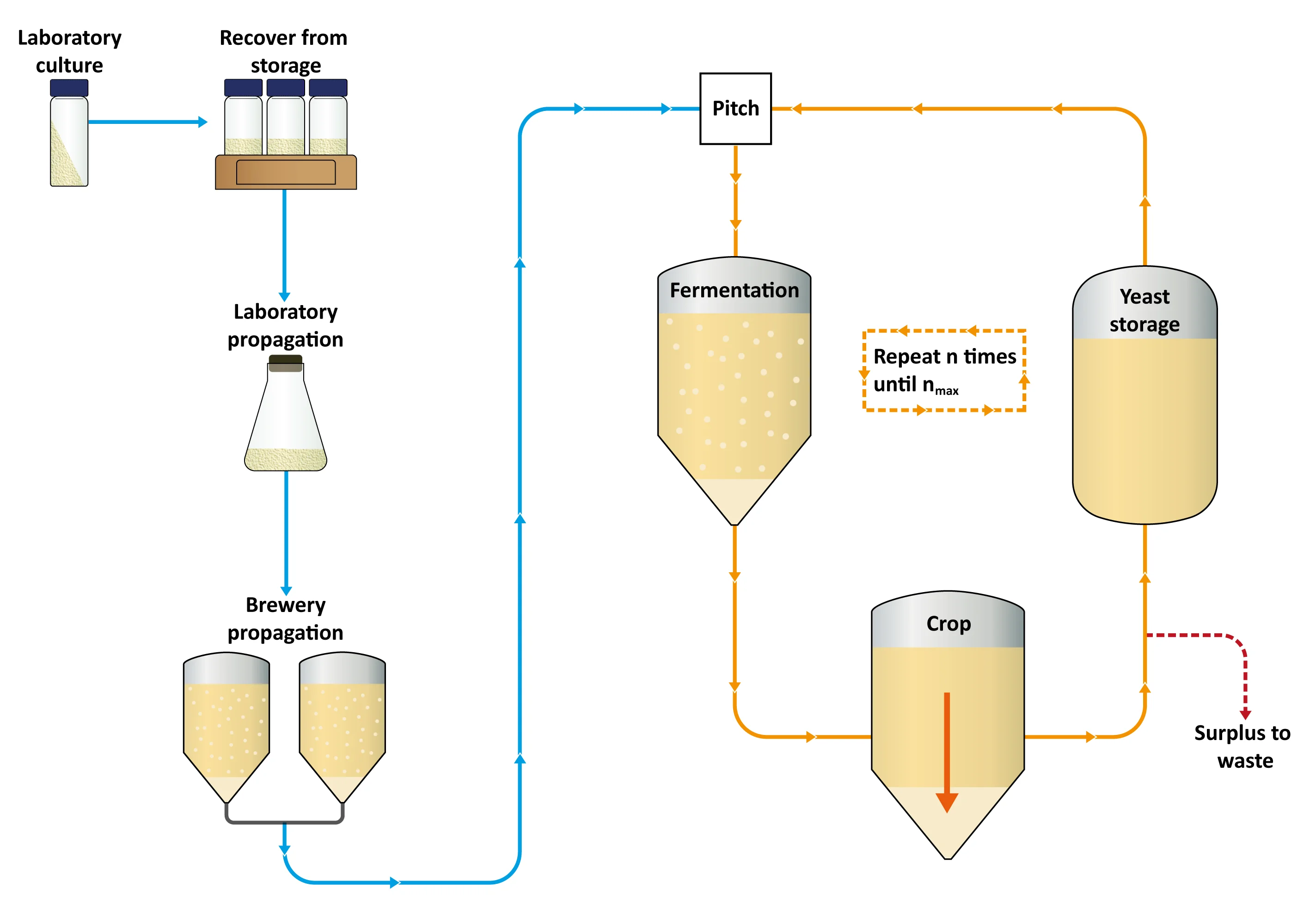 Figure: The brewery yeast cycle