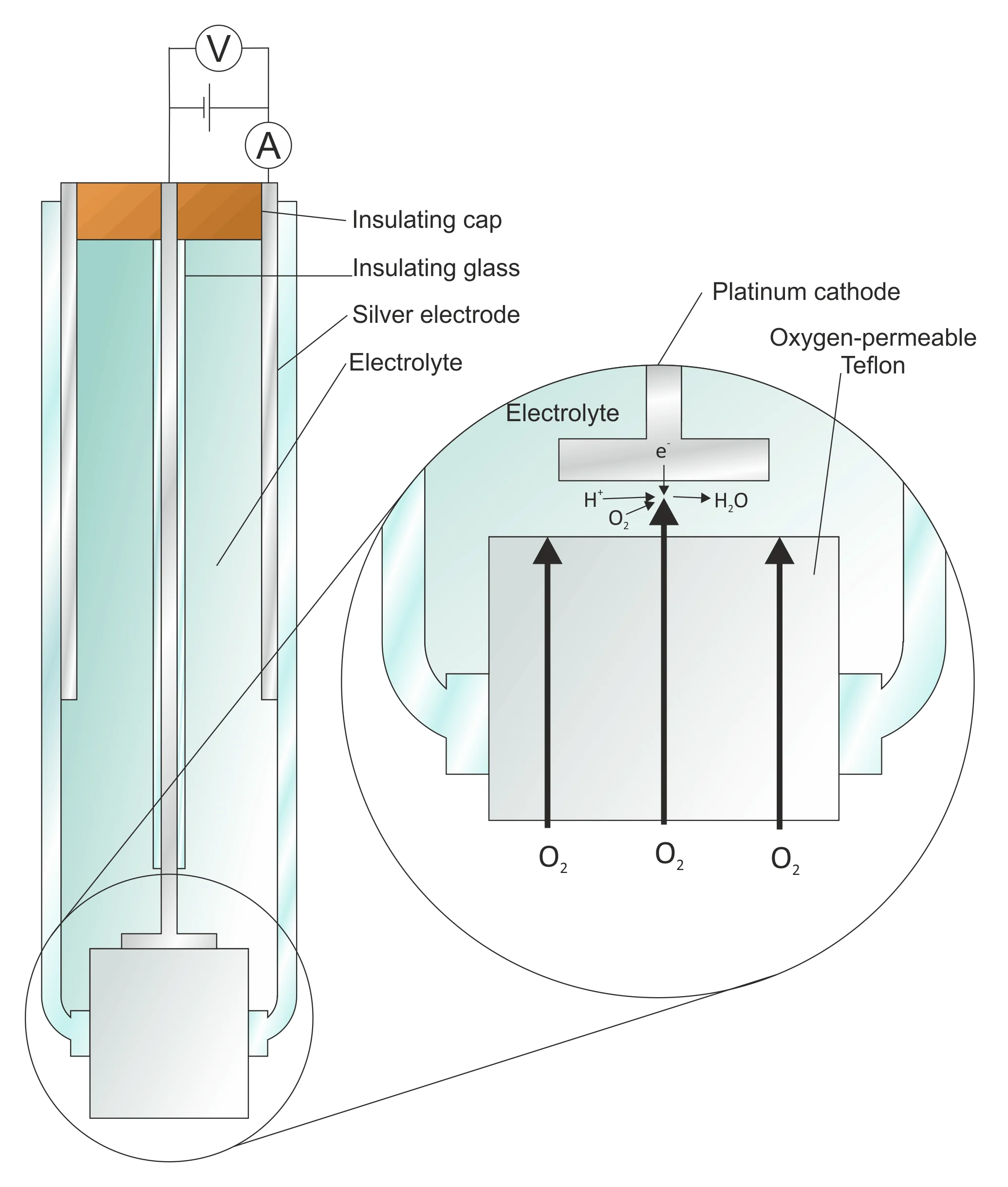 Figure: Inside an oxygen electrode 