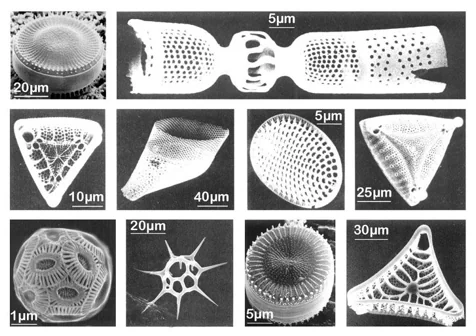 Figure: Diatoms