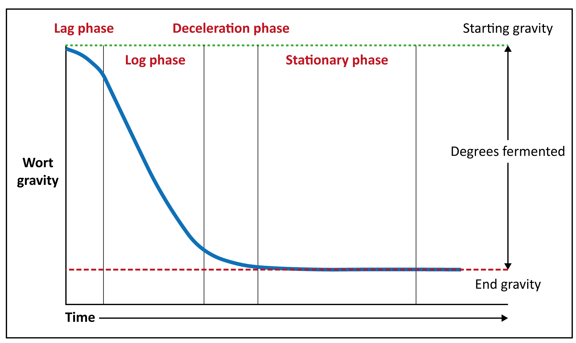 Figure: Stages in fermentation