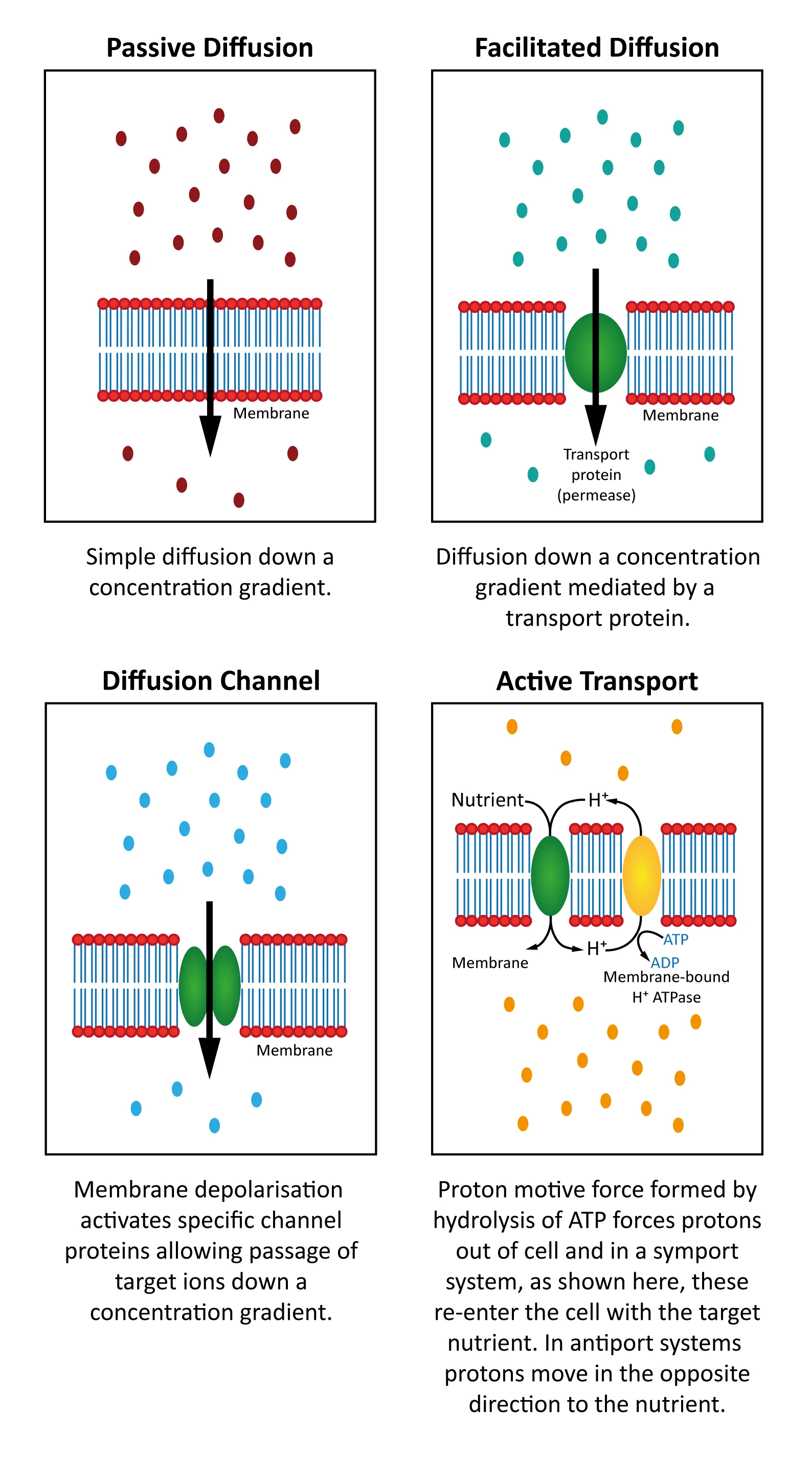 Figure: Mechanisms used to transport materials across the cell membrane 