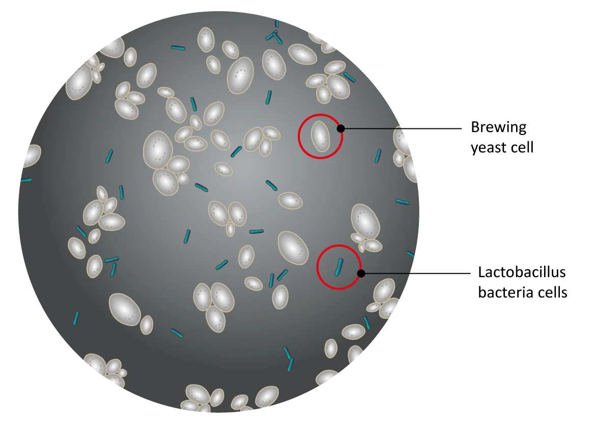 Figure: Image of a mixture of brewing yeast cells and bacteria (Lactobacillus). [Image courtesy of Chris Powell, University of Nottingham)