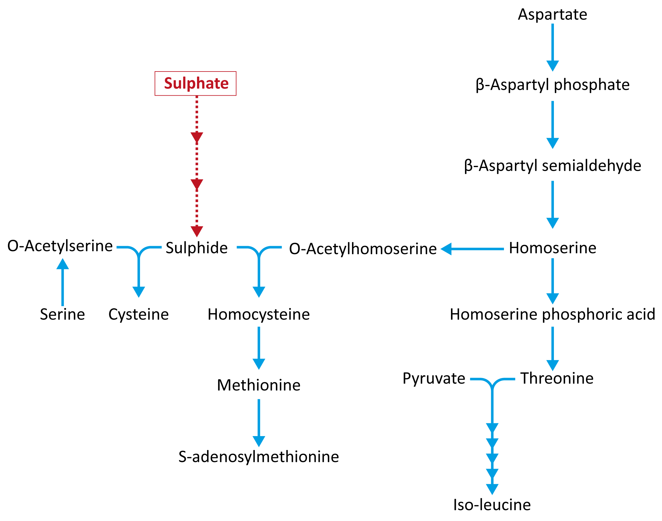 Figure: Relationships between sulphide and amino acid biosynthesis
