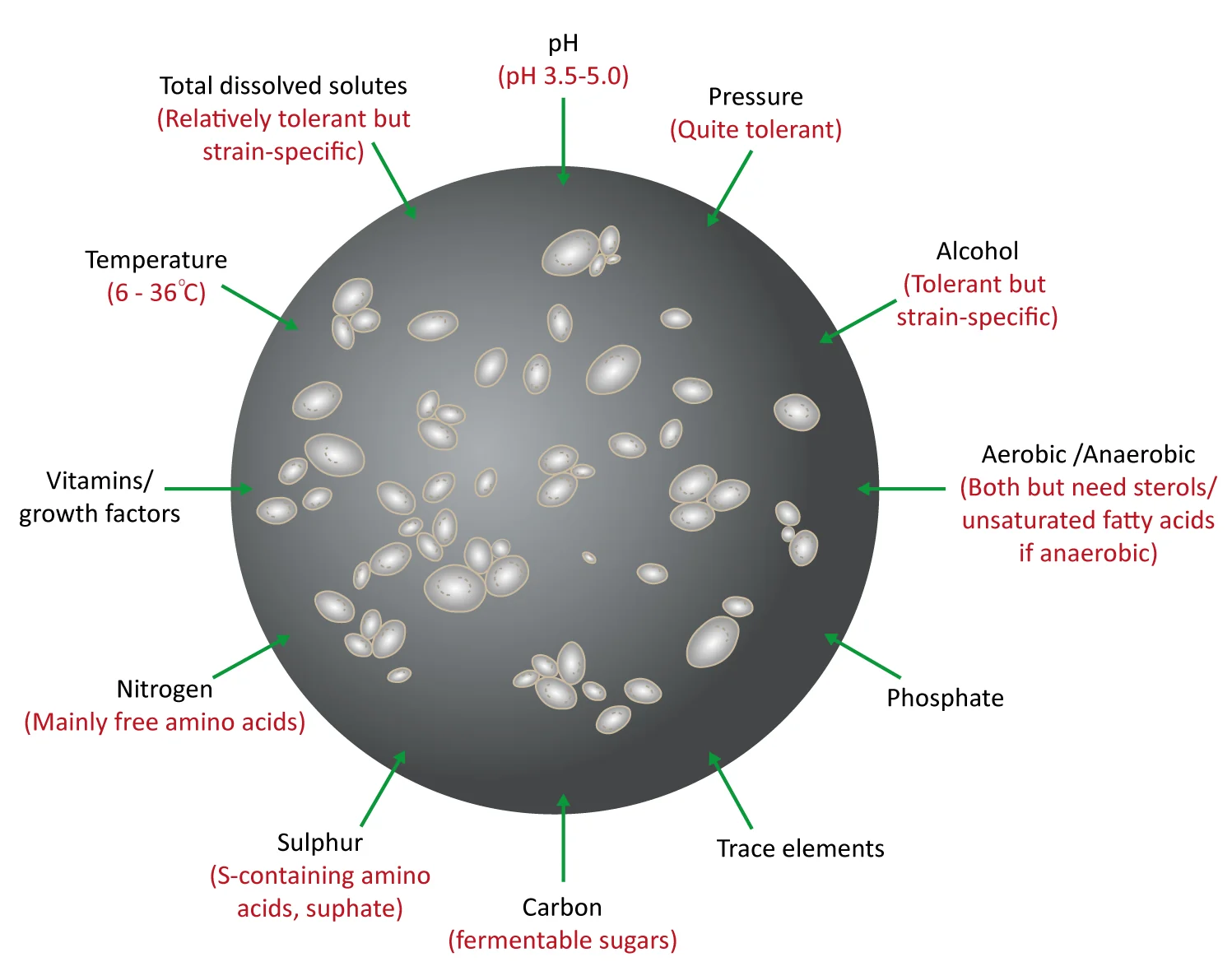 Figure: Factors that influence the growth of yeast cells